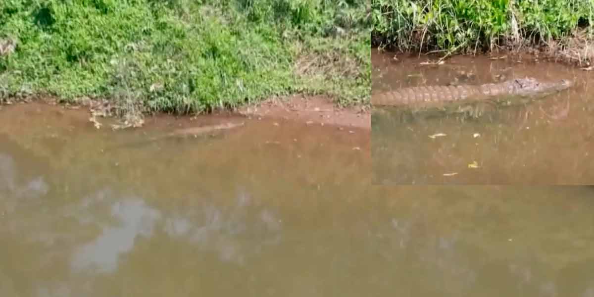 Crocodile in Amaravati River; Warning to the public