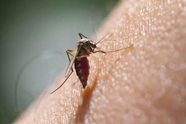 4 people infected with dengue fever in 20 days