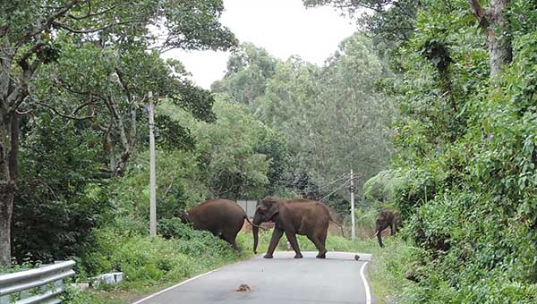 elephant