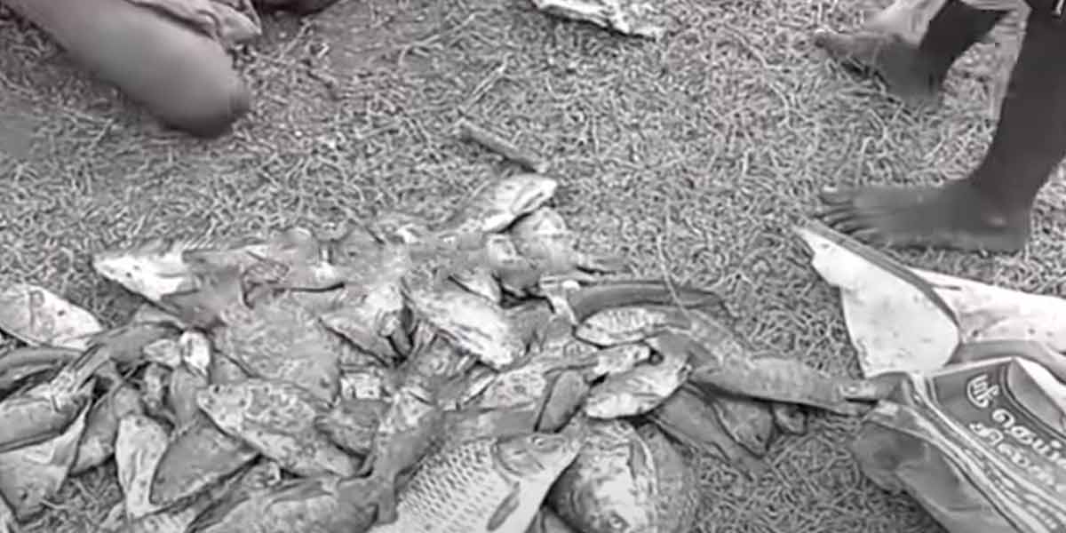 Atrocity in Rajapalayam; viral video