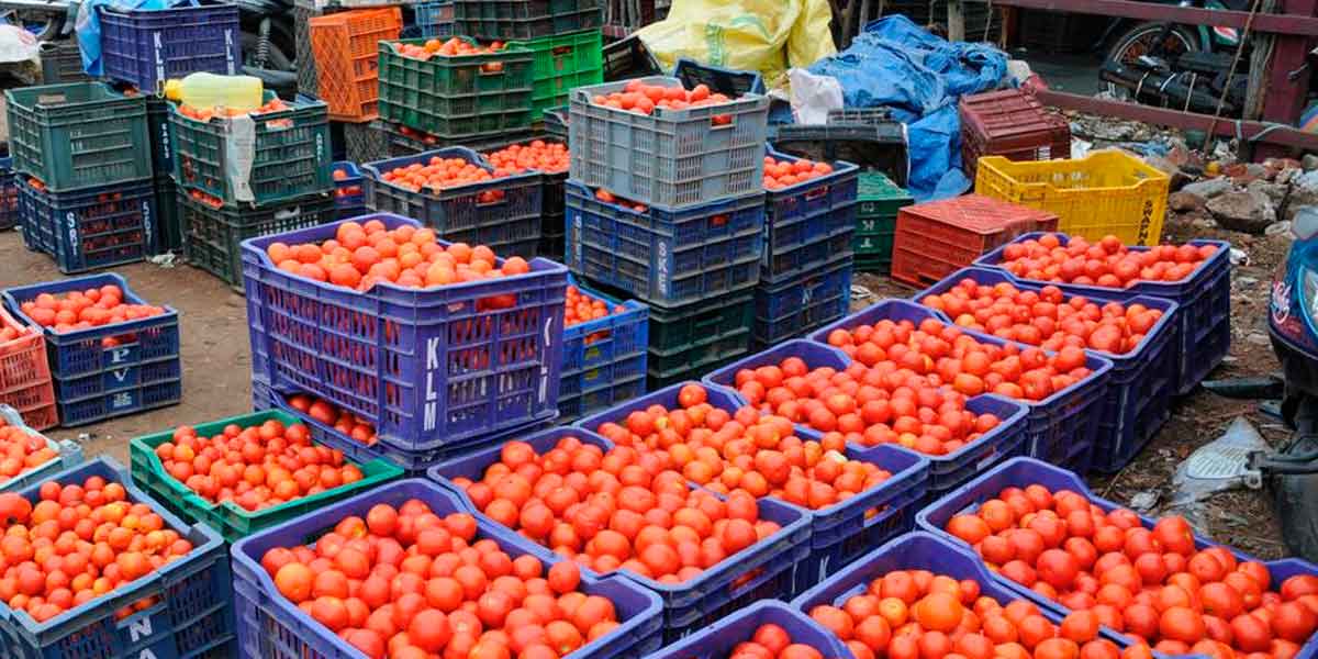 Tomatoes cost Rs 10 per kg; People are happy
