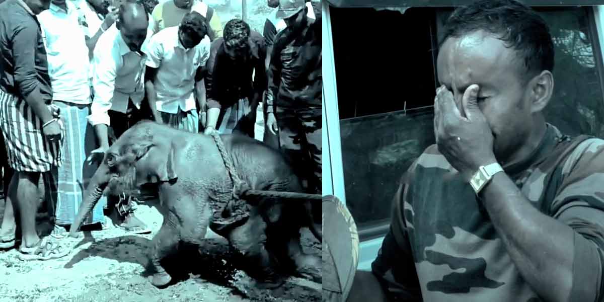 The lost baby elephant; A forest employee who burst into tears while parting