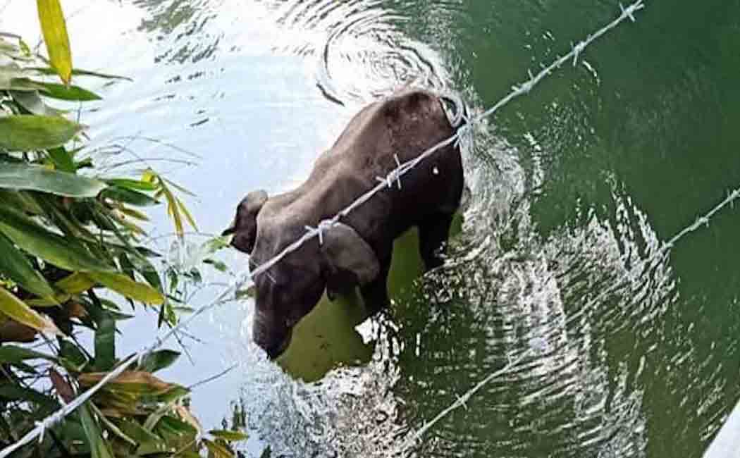 rubber plantation worker arrested in kerala elephant incident