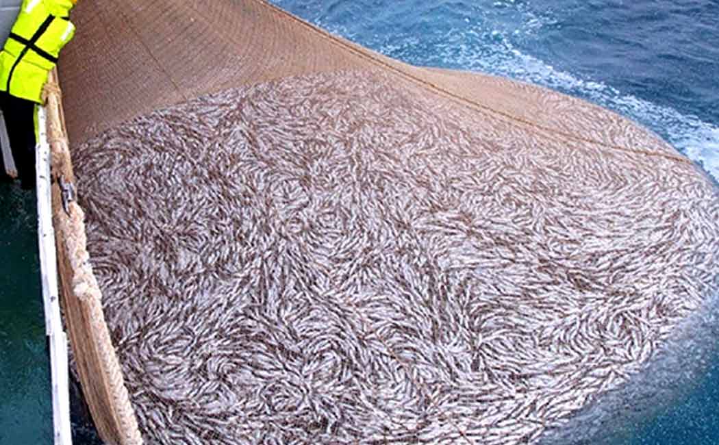 Supreme Court allows fishing using surukumadi nets