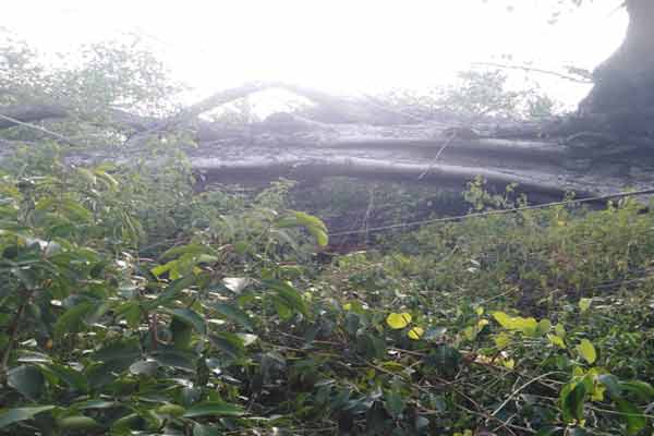 An ancient tree that stood majestically it fell completely damaging electricity poles