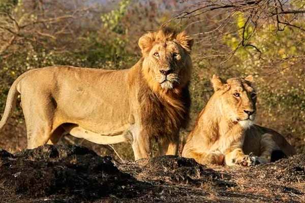"Change the name of the lions...." -Judgment in a strange case
