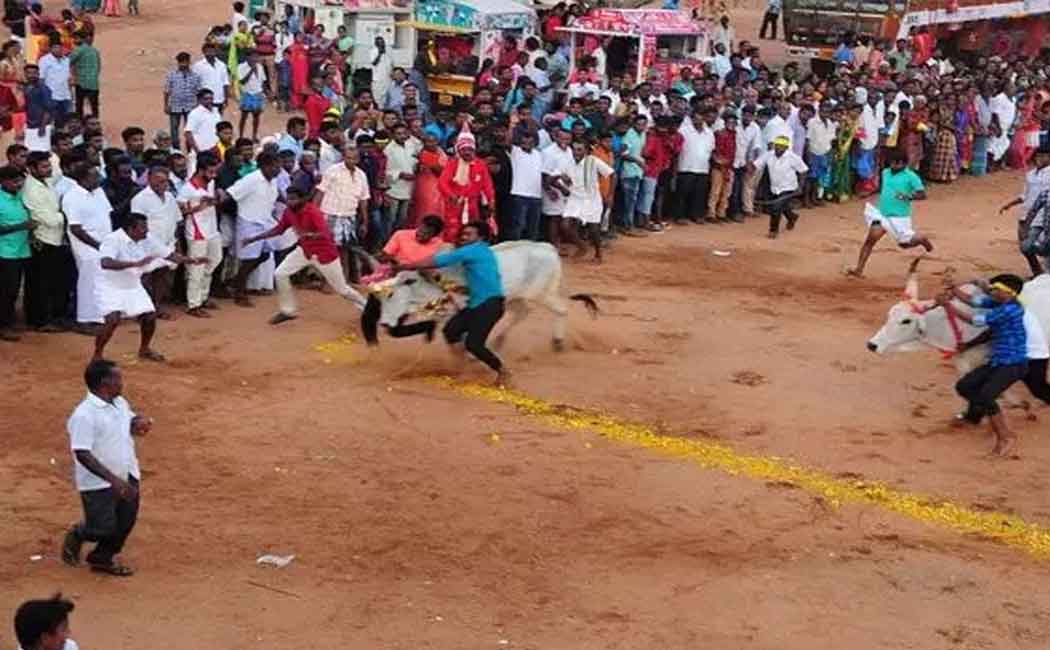 Pongal celebration and competition Namakkal