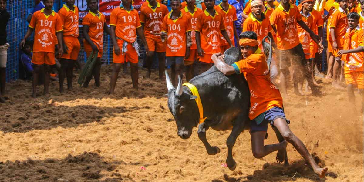 Jallikkattu canceled in Chilakkudi!