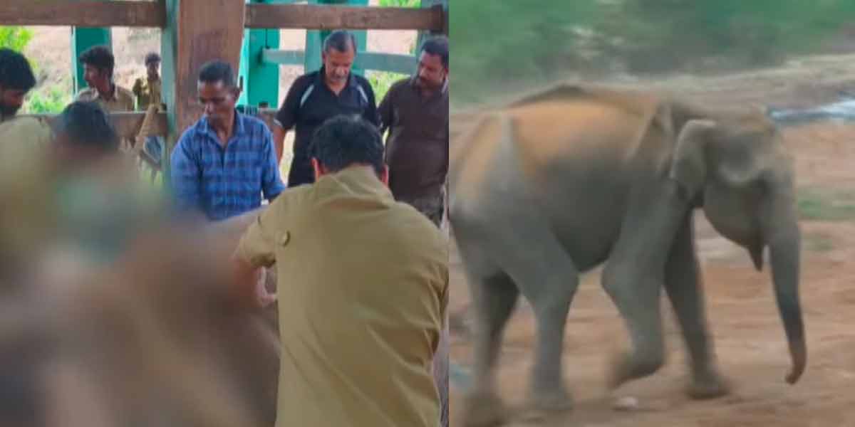 The reason was the explosion of explosives in the mouth; Who is responsible for the death of Pollachi elephant?