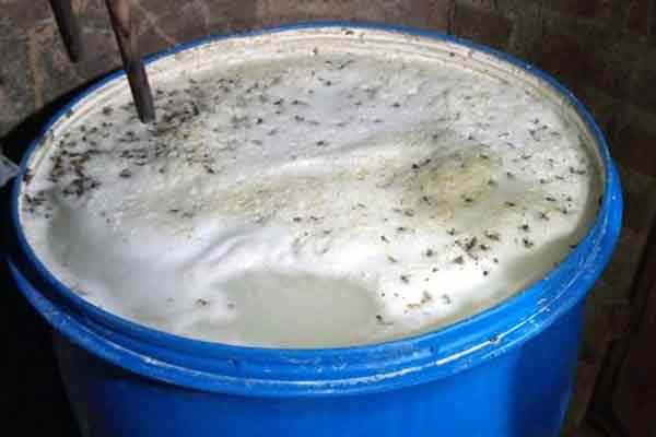 Umathangai blend in cash for more drugs