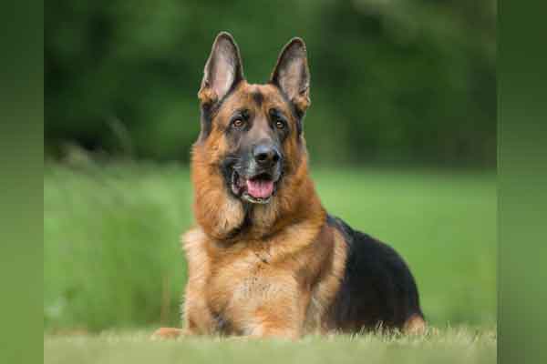 pet dog passed away in accident Police investigation on 2 persons !!
