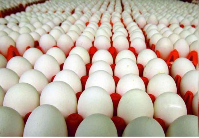 bird flu, chicken, eggs price decrease