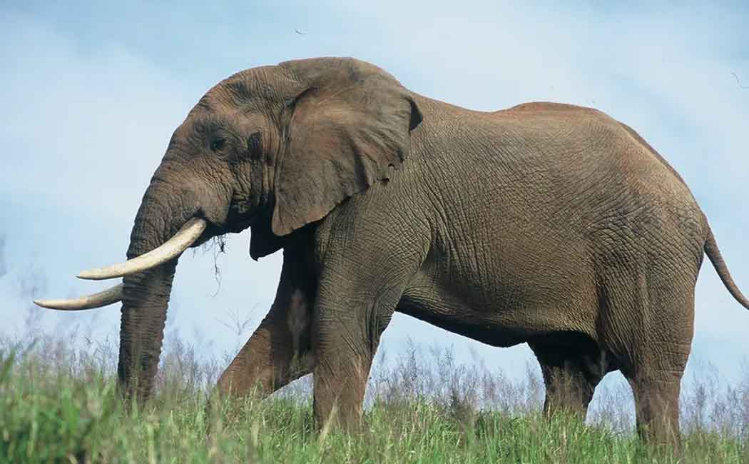 Elephant passes away in coimbatore