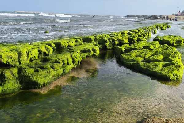 sea suddenly engulfed 100 in Tiruchendur