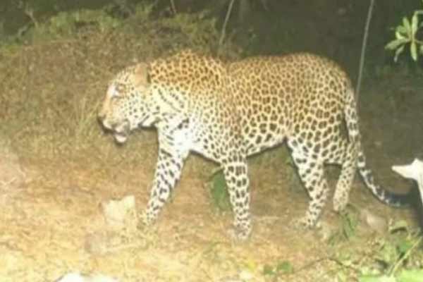 forest department is struggling to catch the elusive leopard