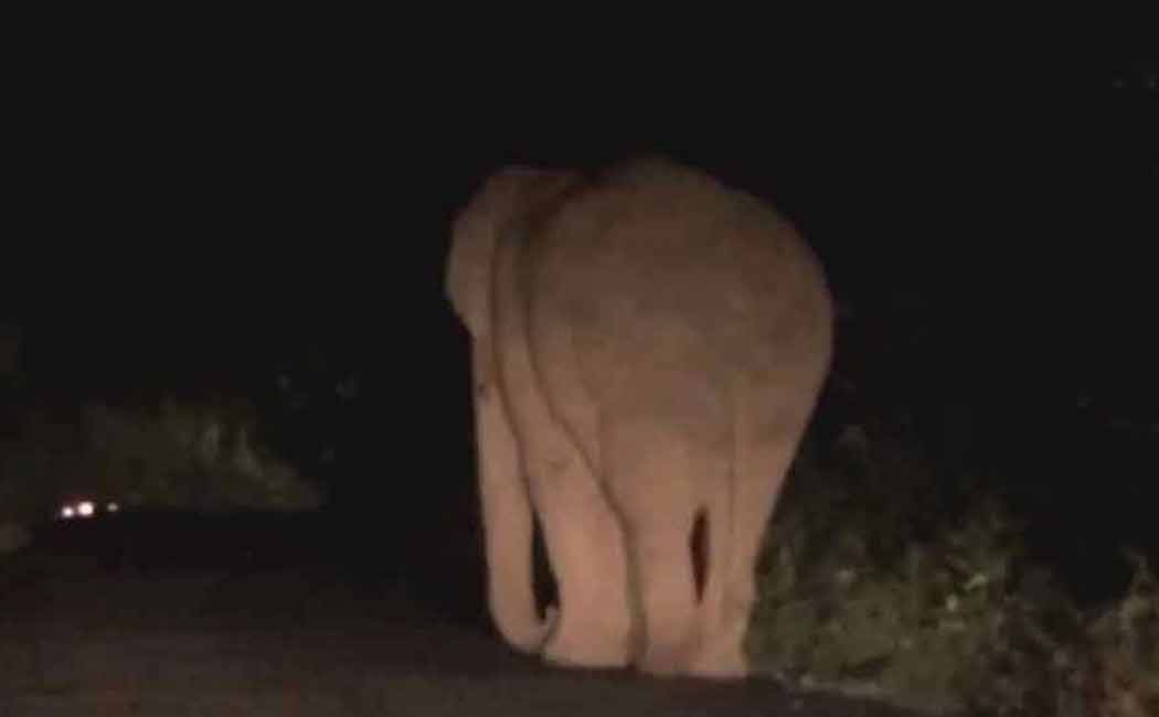 lone elephant roaming near the Bhavanisagar canal