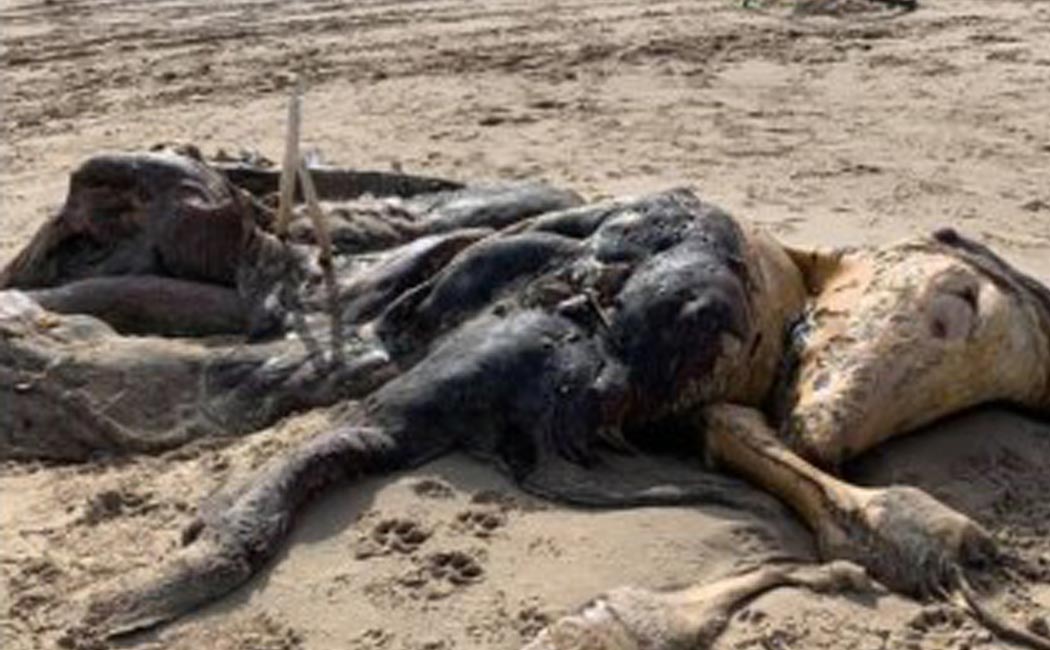 mystery creature