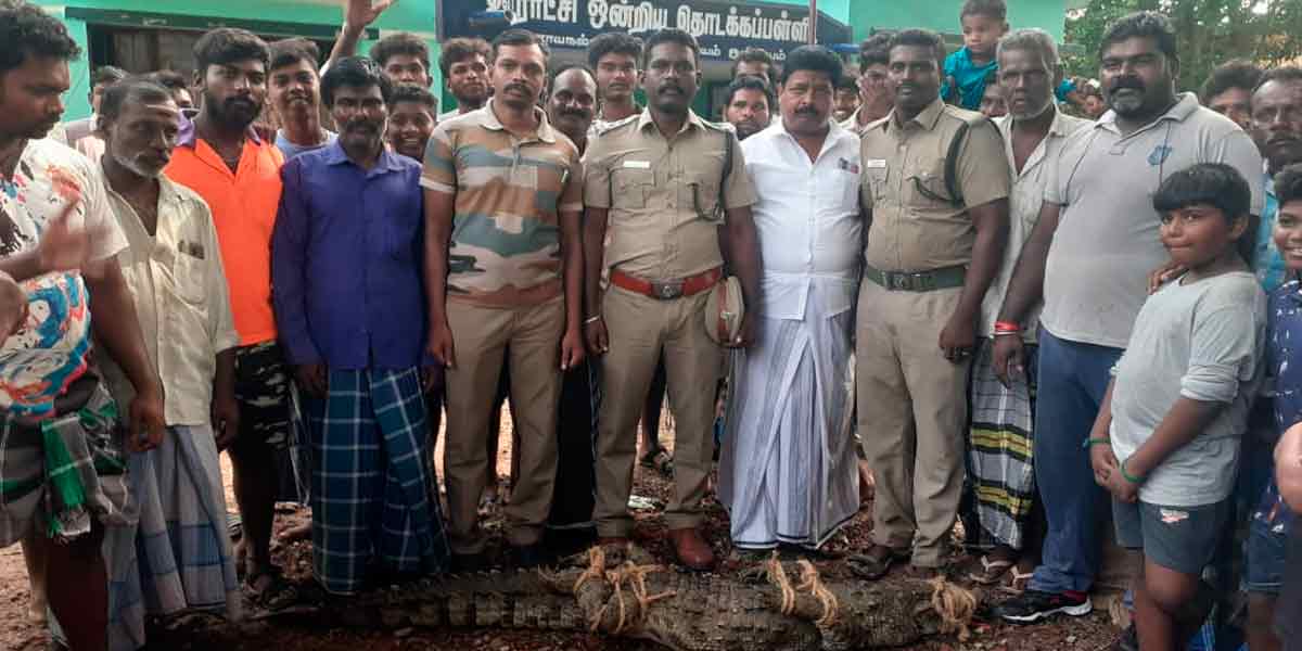The crocodile entered the school; the people of the town were shocked