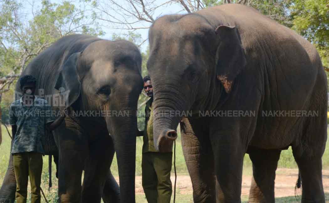 Vandaloor Zoo Full of People