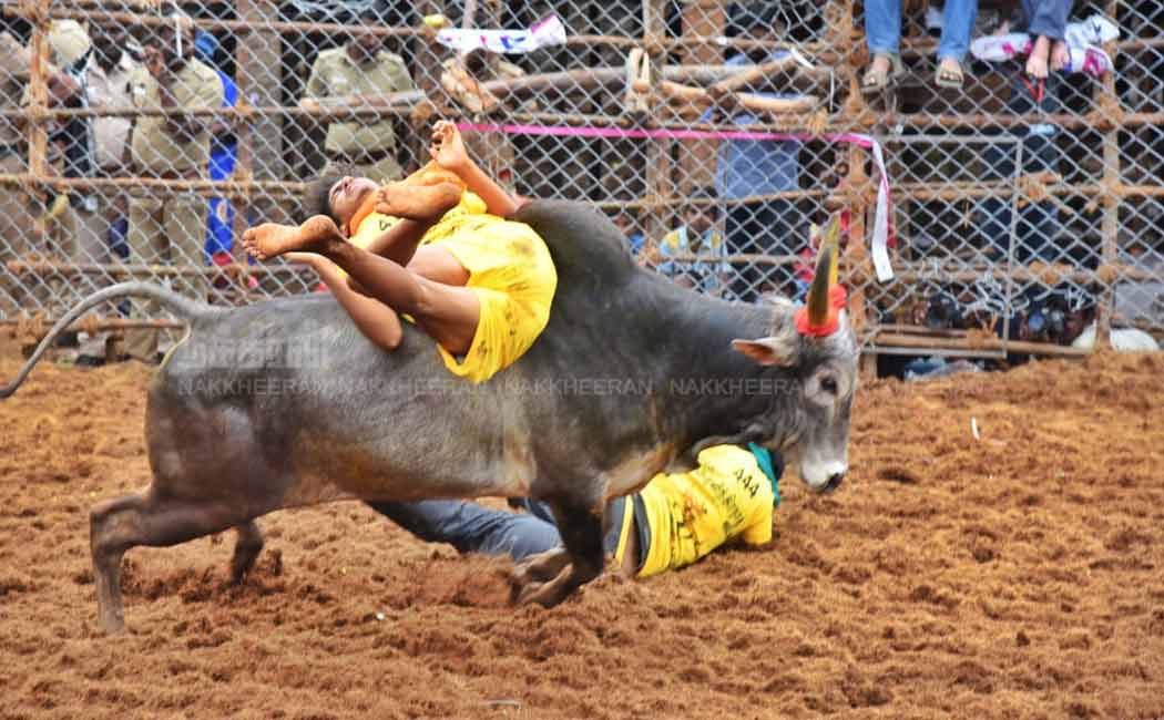 Trichy Periya Suriyur Jallikattu; One passes away