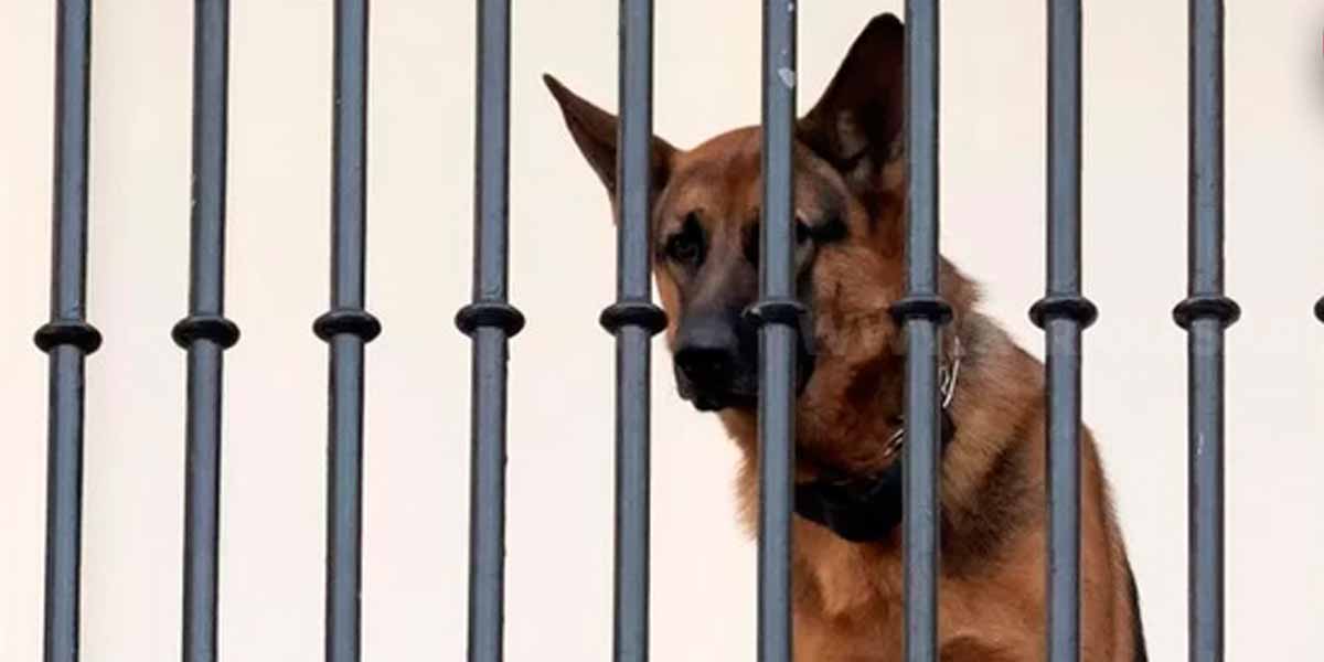 Boy injured by pet dog; Sensation again in Chennai