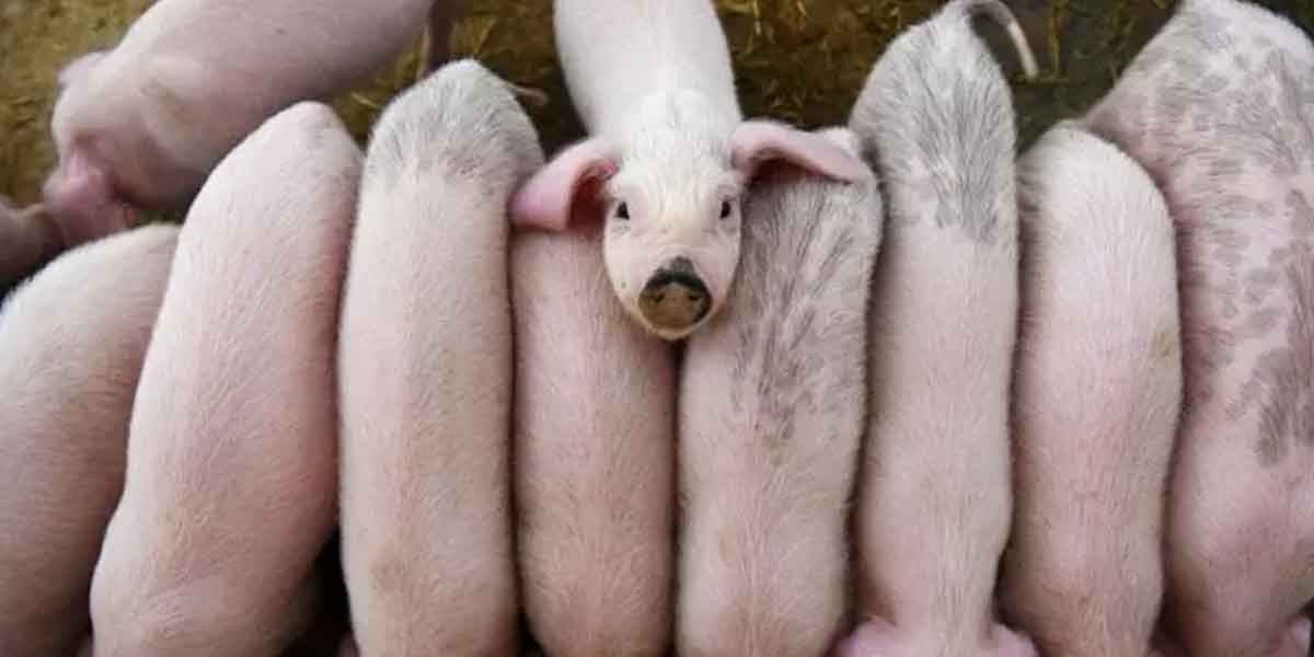 Ban on import of pigs... shock in Kerala!