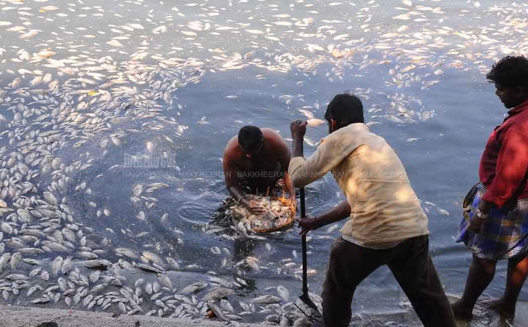 Dead fish in temple pond