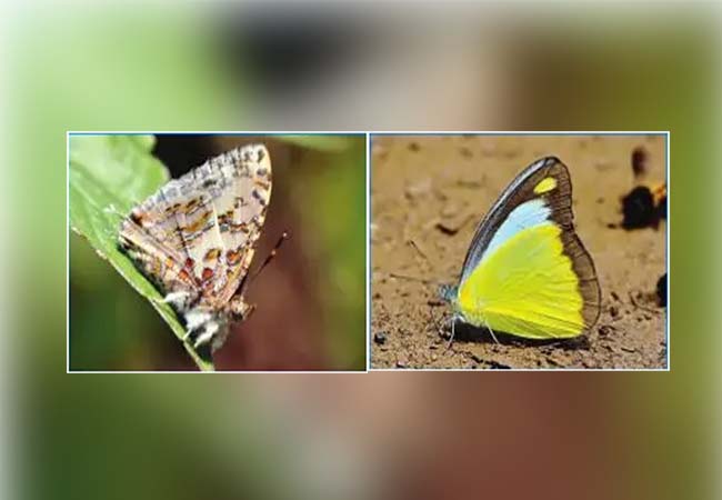 salem forest area butterfly increase forest officers said that