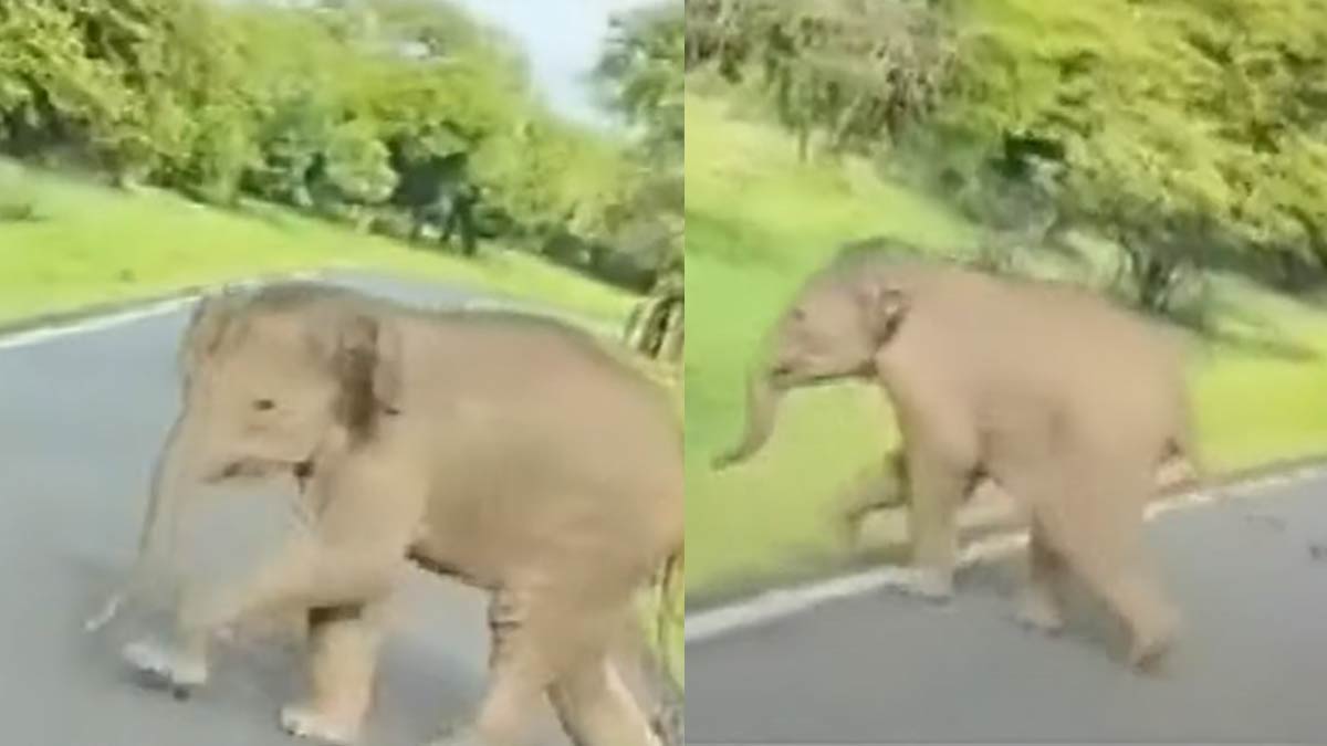 'Baby elephant separated from its mother'-Fighting forest department