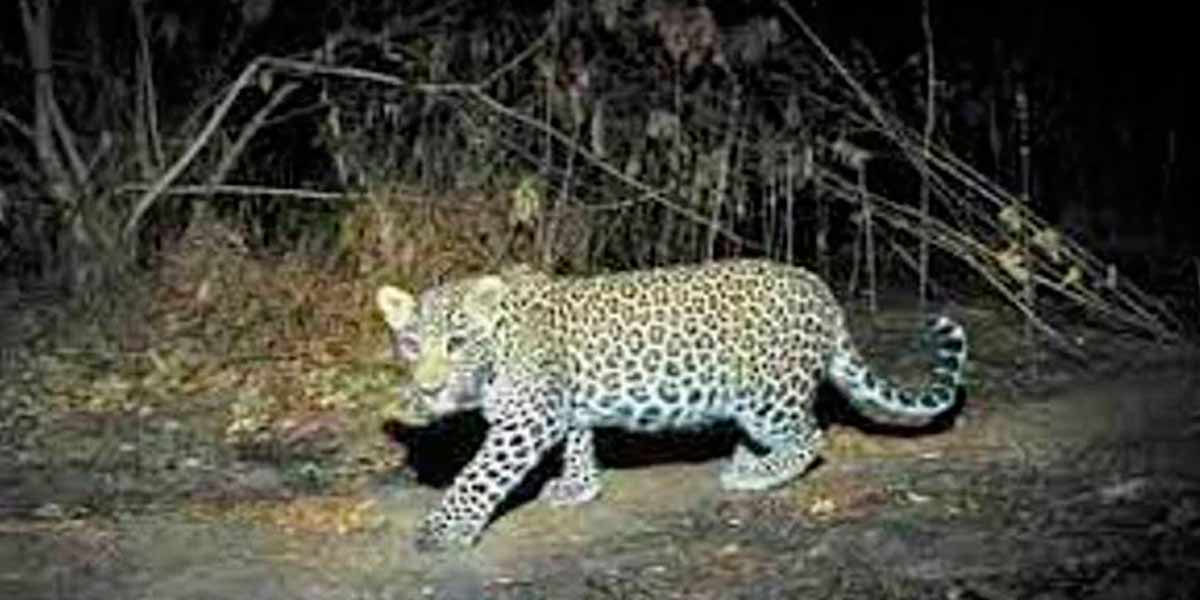 Request to cage the leopard