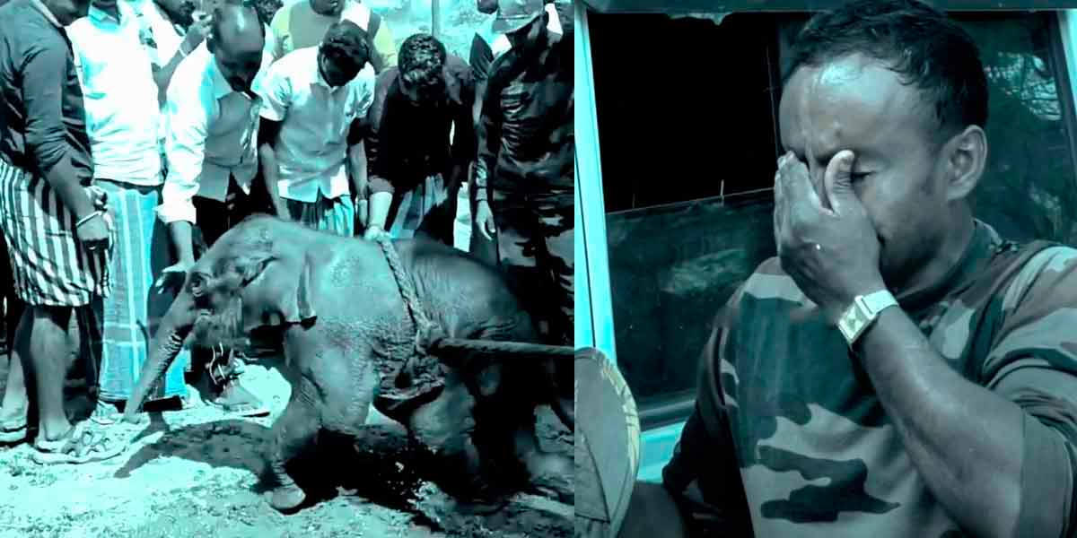The loss their life of a baby elephant - Theppakadu in tragedy
