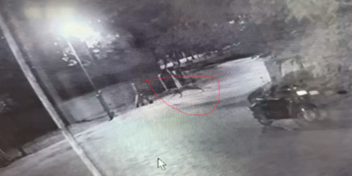 A leopard showing 'vlog' from place to place; A forest department that is stifling