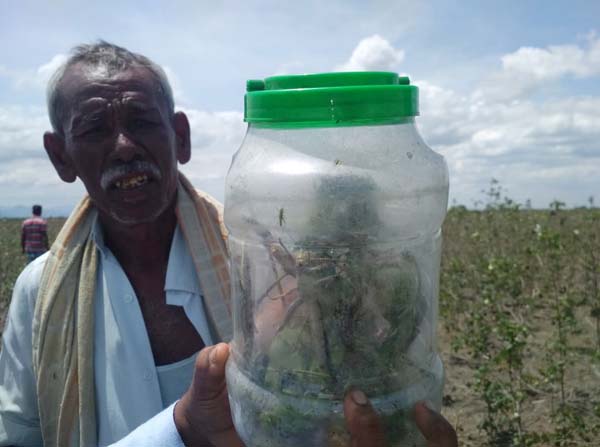 Kalingappatti - Locust - Farmers