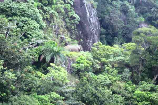 elephant arisi komban action fear manjolai people