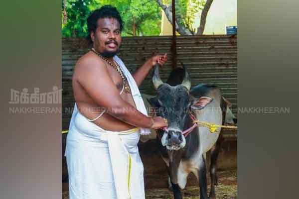 Srirangam Thippu jallikkattu Cow story
