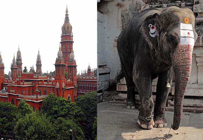 temple elephant treatment case chennai high court
