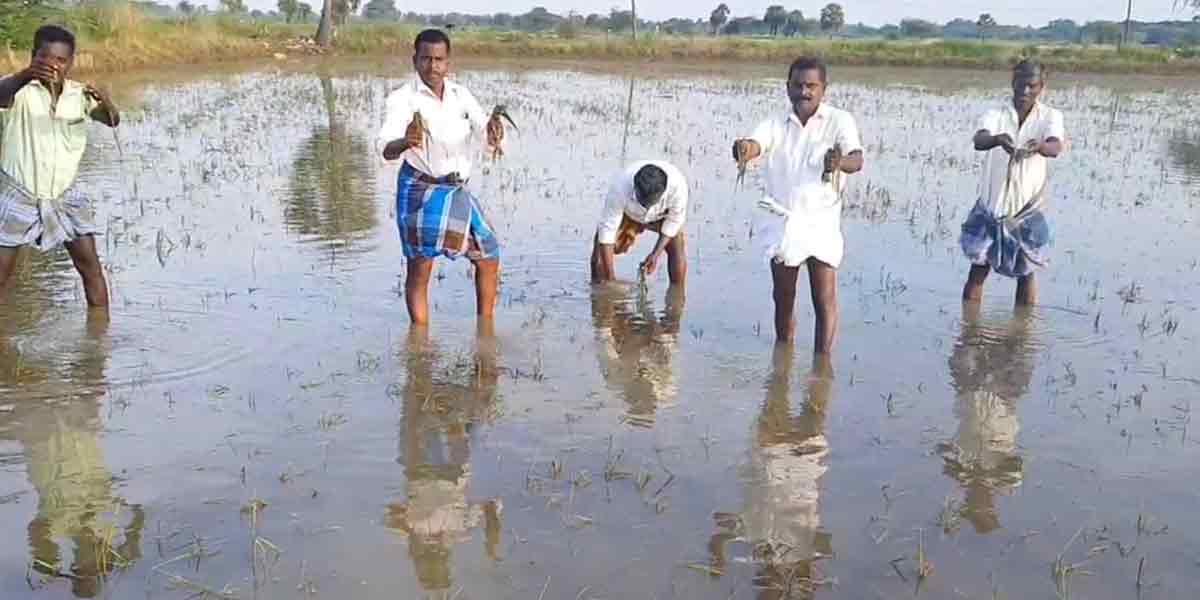 Rotting rice crops; Delta farmers in pain!