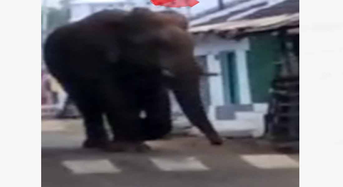 Action to change the Chinnathampi elephant into the Kumini elephant - Dindukal Srinivasan information