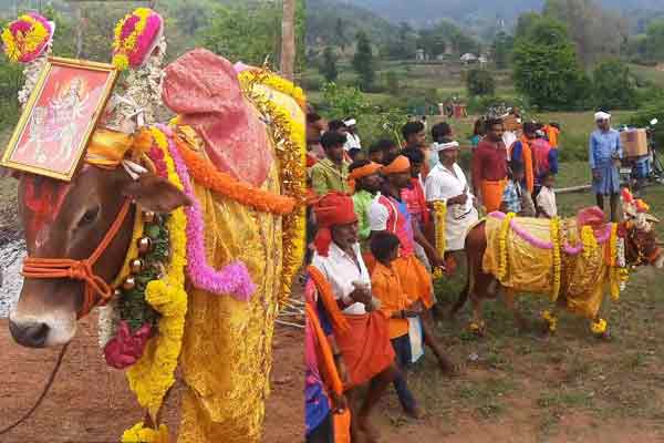 vellore anaikattu festival after twenty years ago ox given permission