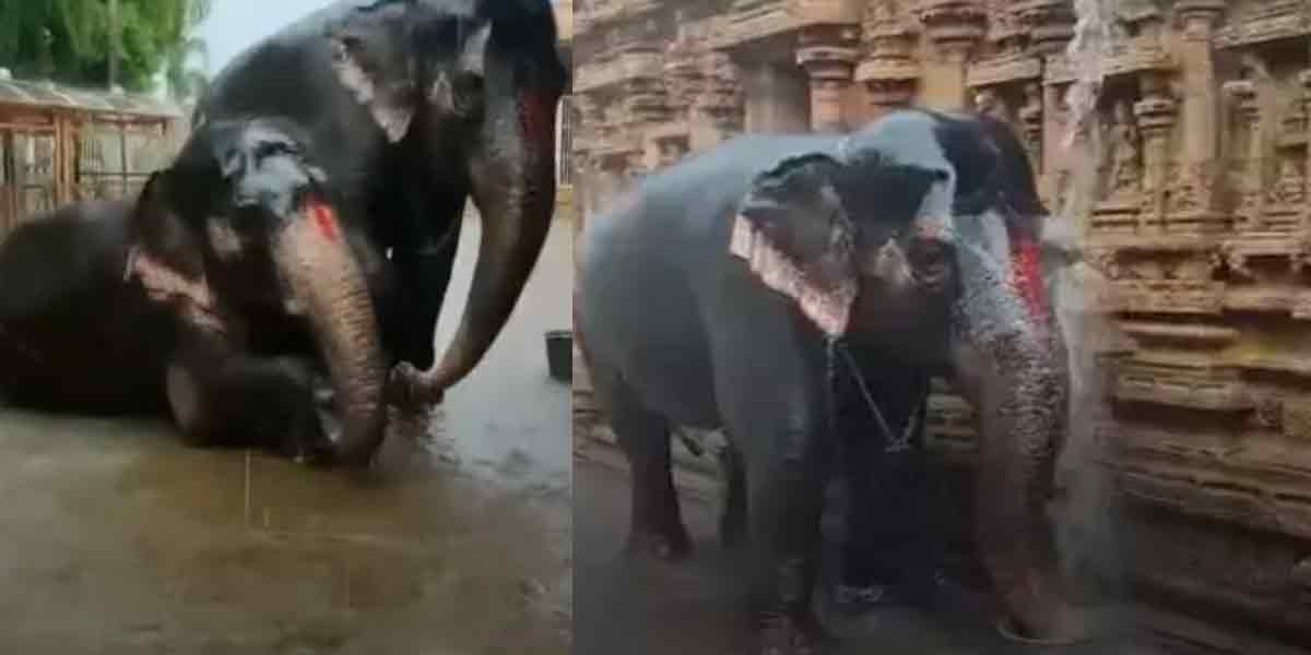 Srirangam elephants bathe enthusiastically in rainwater!