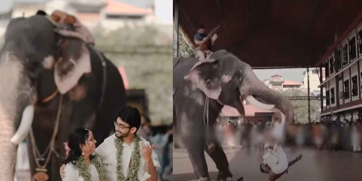 A temple elephant that has spoiled the wedding photo shoot
