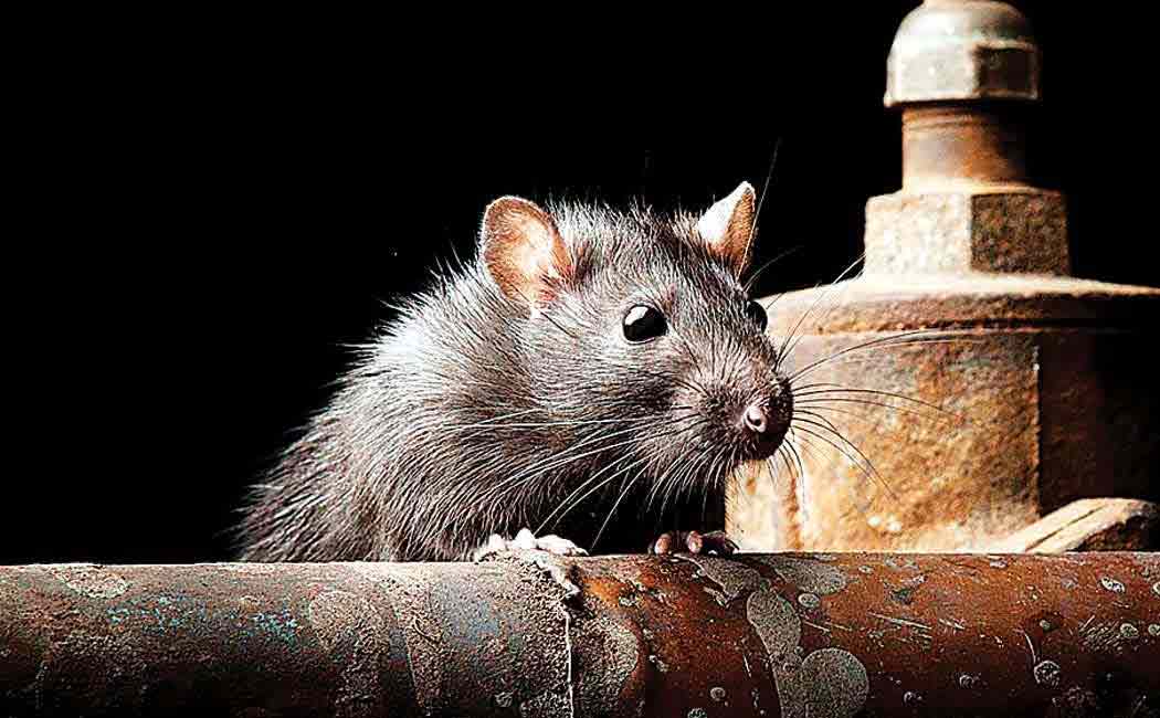 rats nibbled body in indore hospital