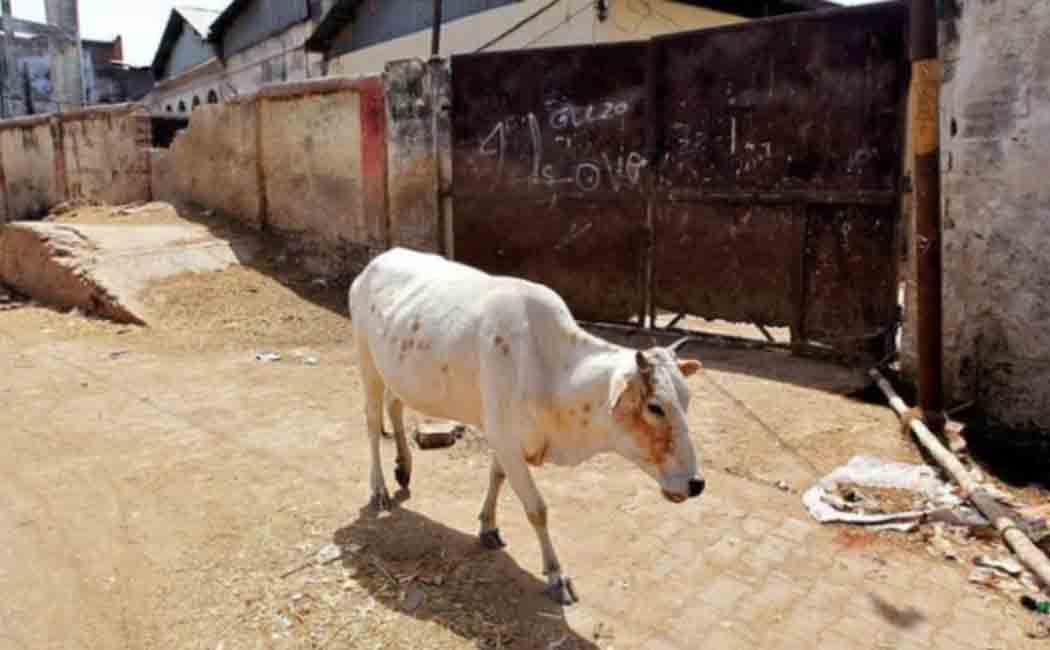 cow in himachal feed with cracker filled food