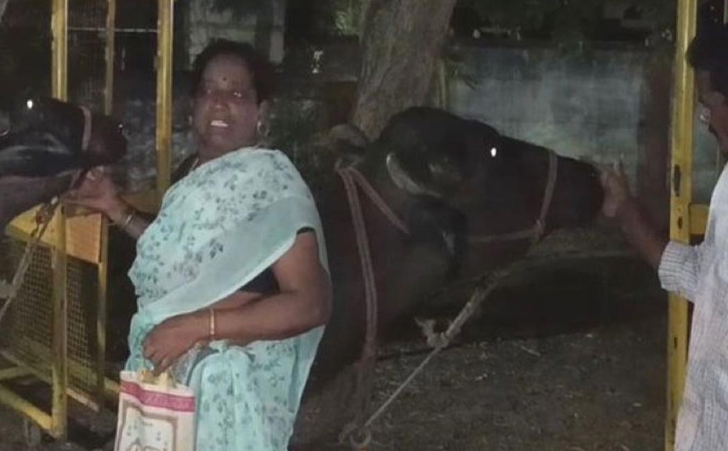 buffalo issue near Kattumannarkoil