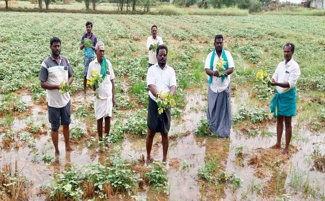 Sudden rain Crops on 10,000 acres affected Farmers in distress