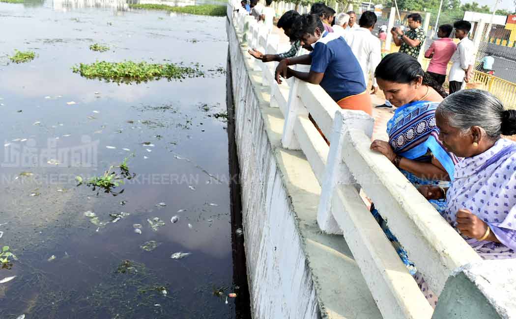 There is a stir due to floating fish.... Officials are investigating..!