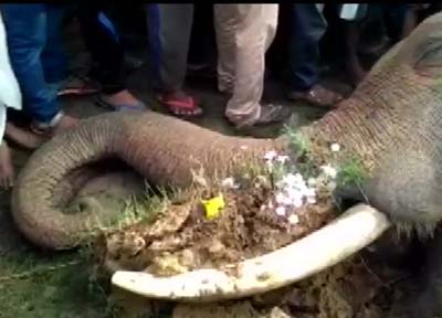 elephant
