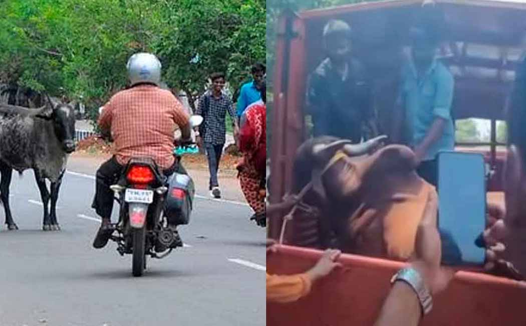 chennai old age person cow incident