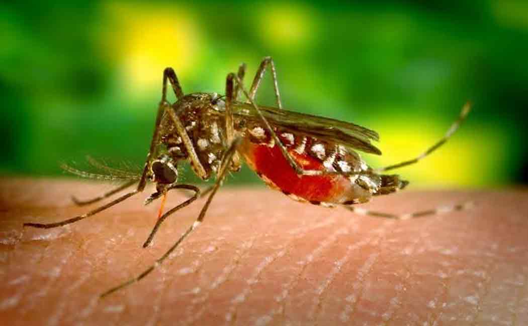 dengue fear in vellore