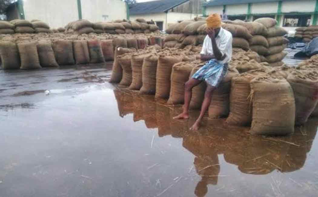 It is a pity that farmers' paddy purchasing centers get wet in the rain ..!